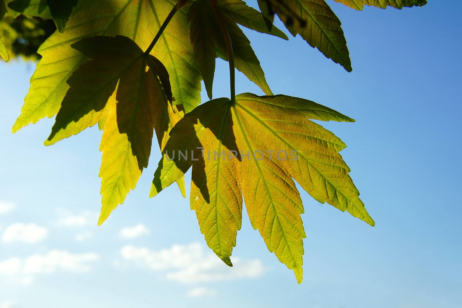 Sycamore leaves in back light