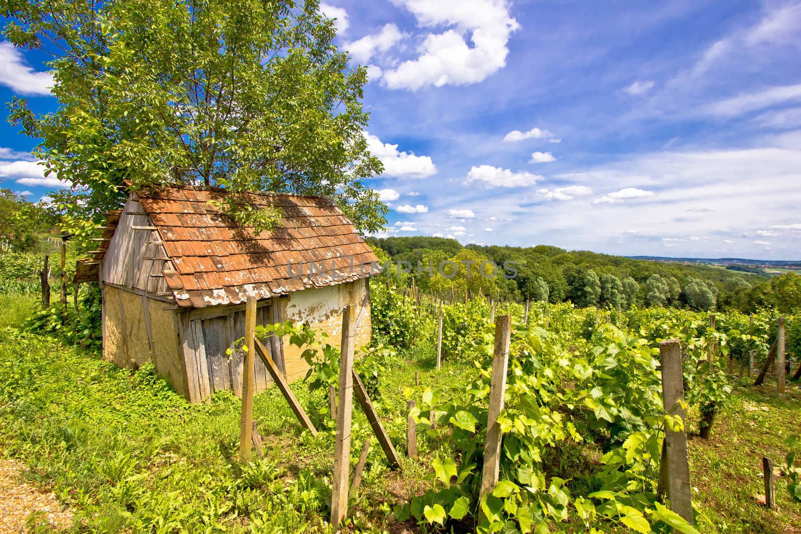 Mud cottage in hill vineyard, Prigorje region, Croatia