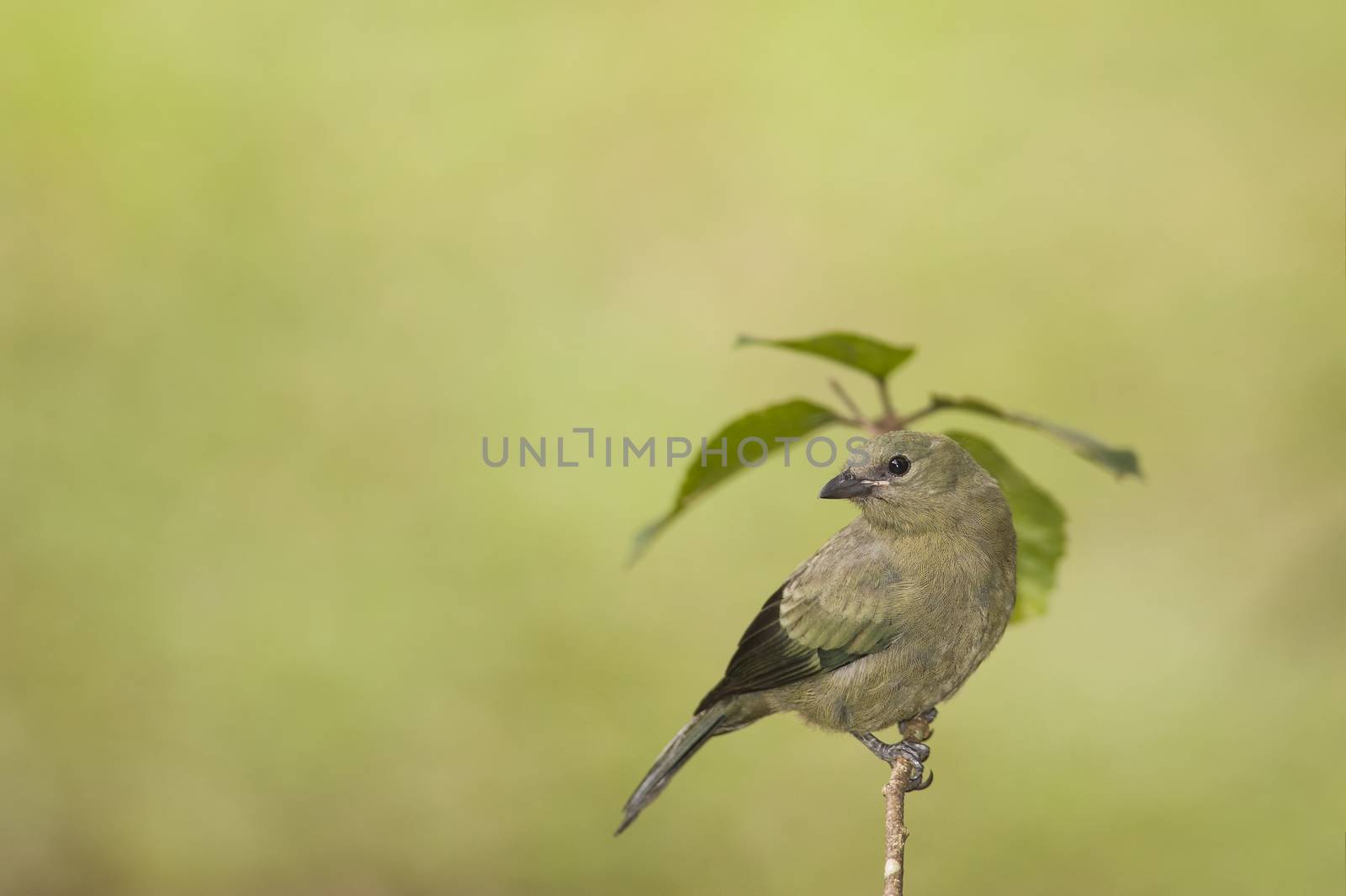 Palm tanager perched on a branch in Costa Rica.