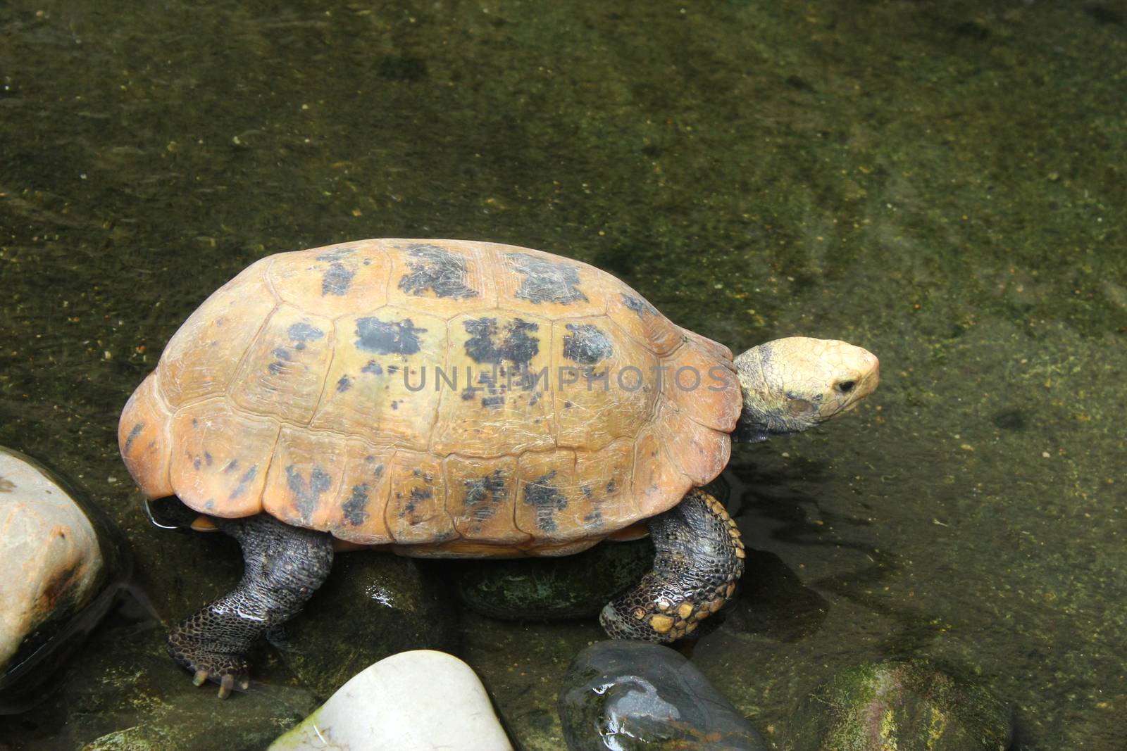 Picture of turtle in Chiang Mai Zoo, Thailand.