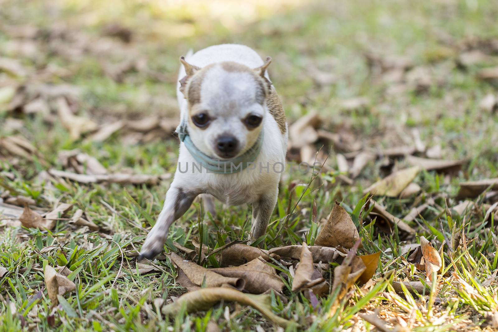 Little chihuahua running in the grass
