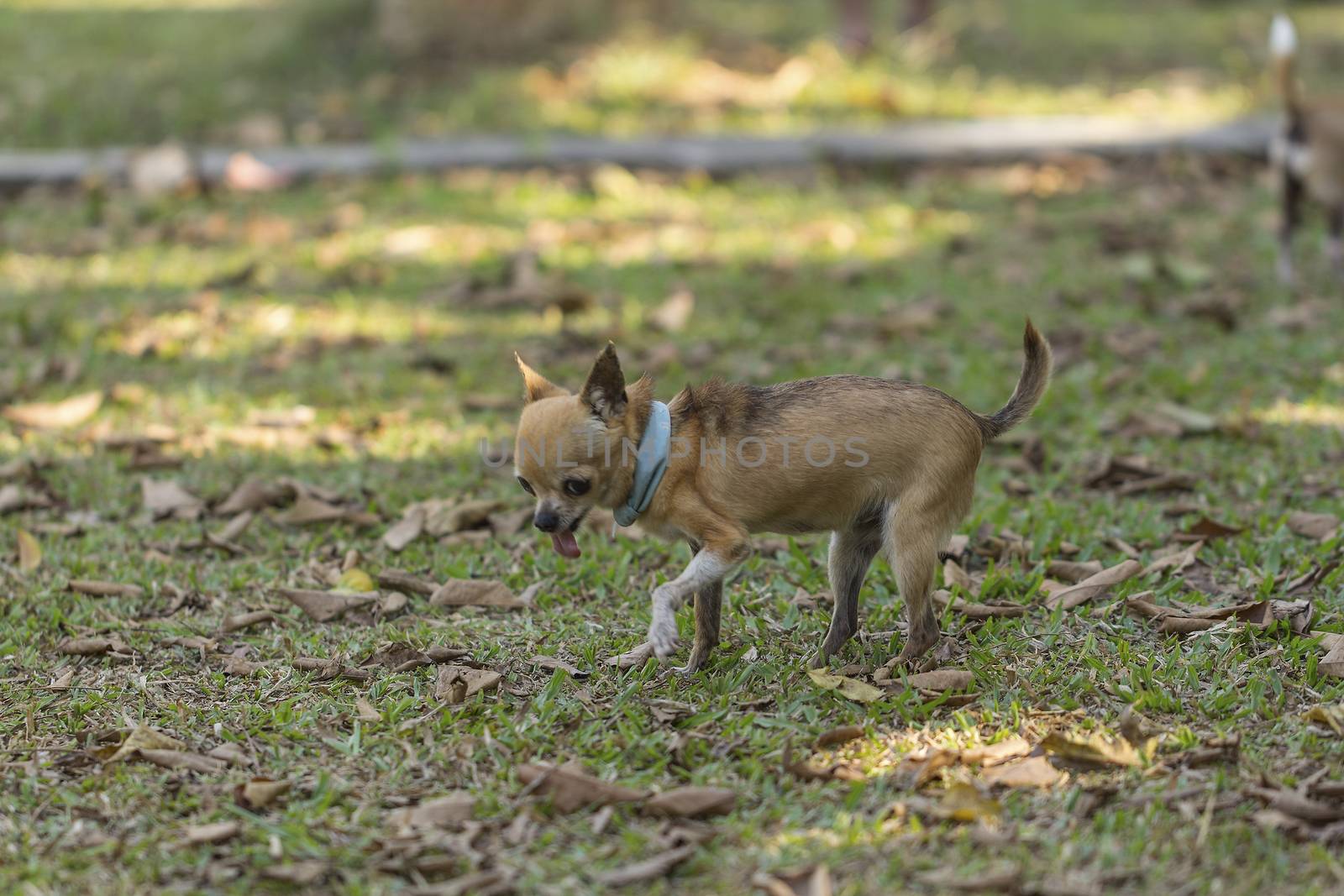 Chihuahua domestic dog on the grass