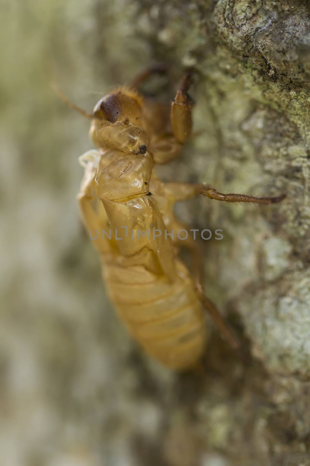 Cicada shell on tree