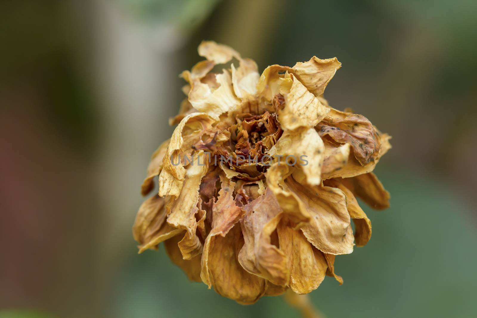 Closeup of withered and dried jasmine flower