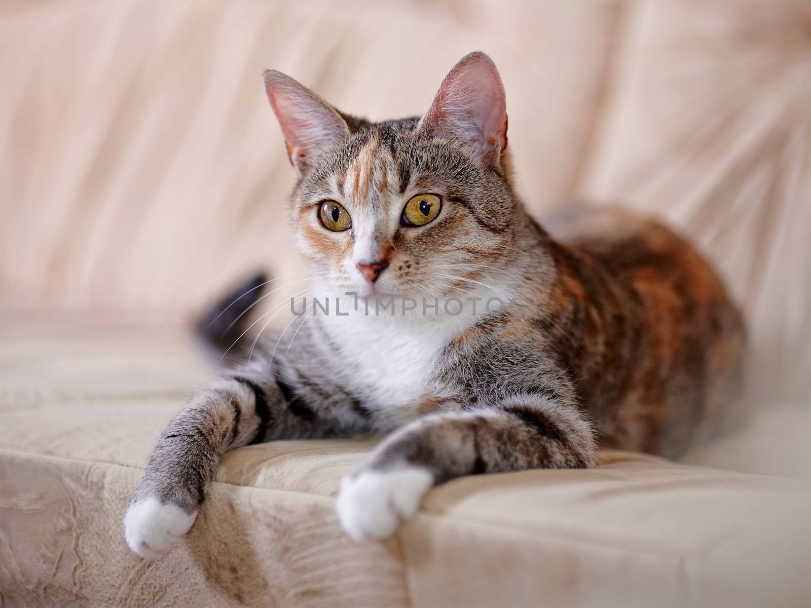 The multi-colored cat with yellow eyes lies on a sofa. by Azaliya