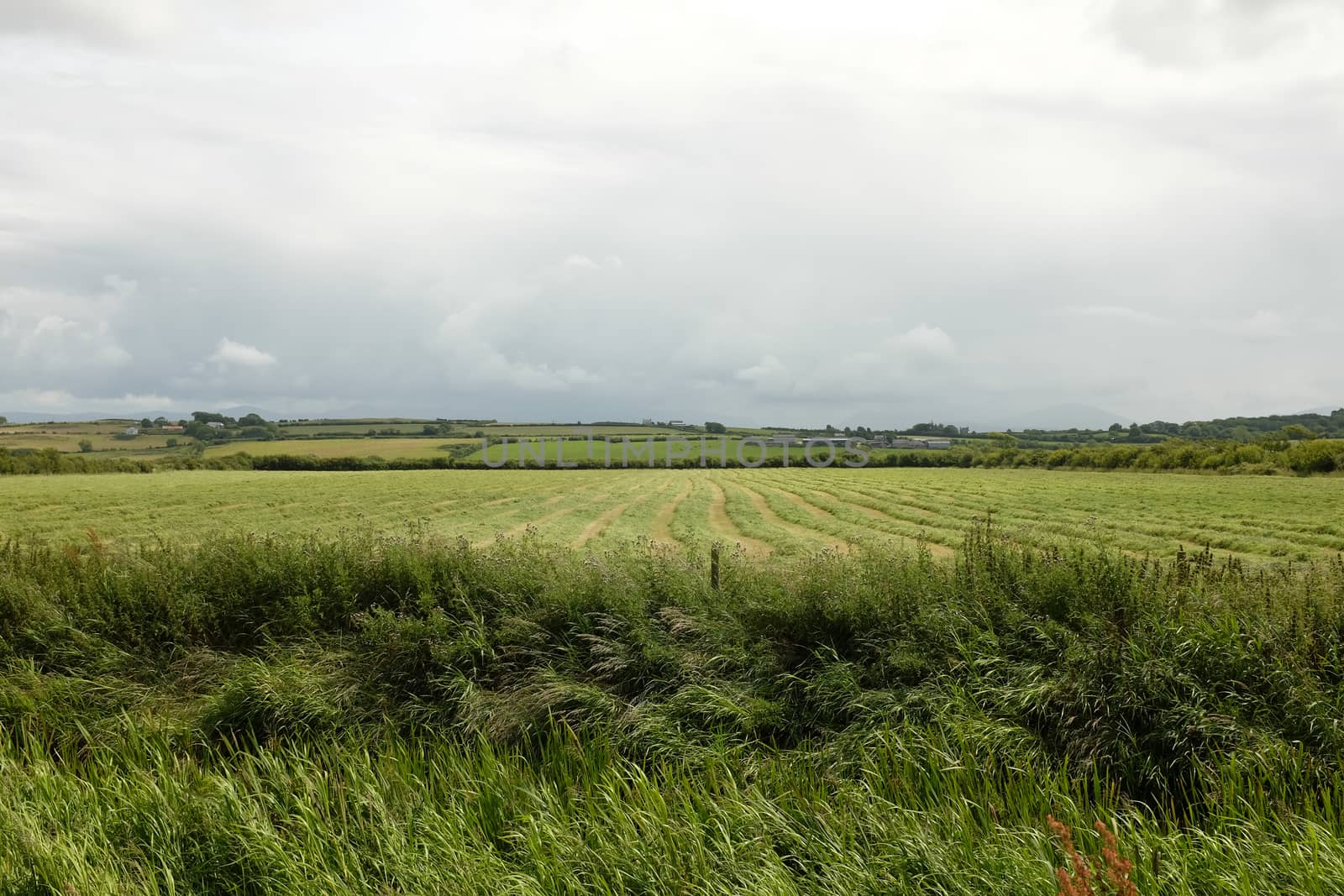 Thick reeds infront of a field of fresh cut meadow grass in lines.