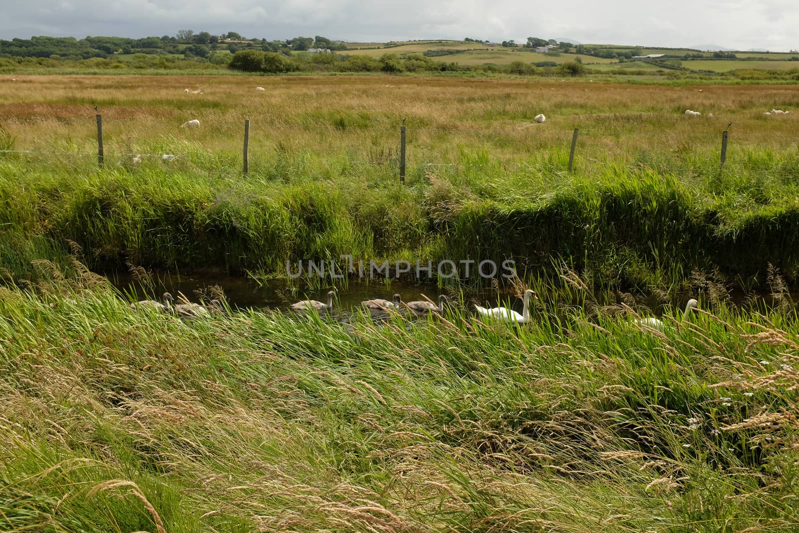 A marsh landscape with reeds and a river with swans and cygnets leading to a field with sheep.