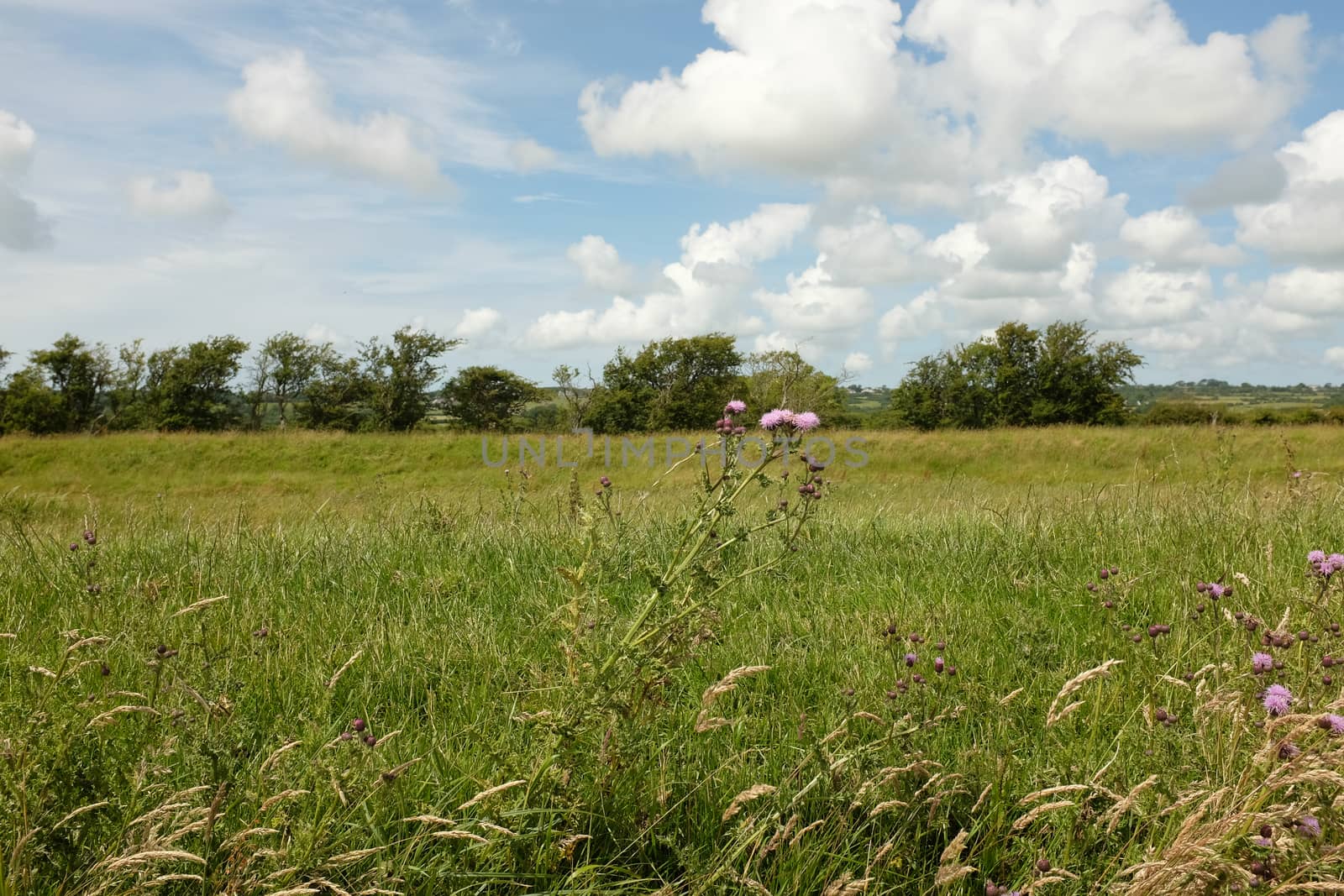 A thistle plant amoung lush grass marshland with trees and a blue sky with cloud in the distance.