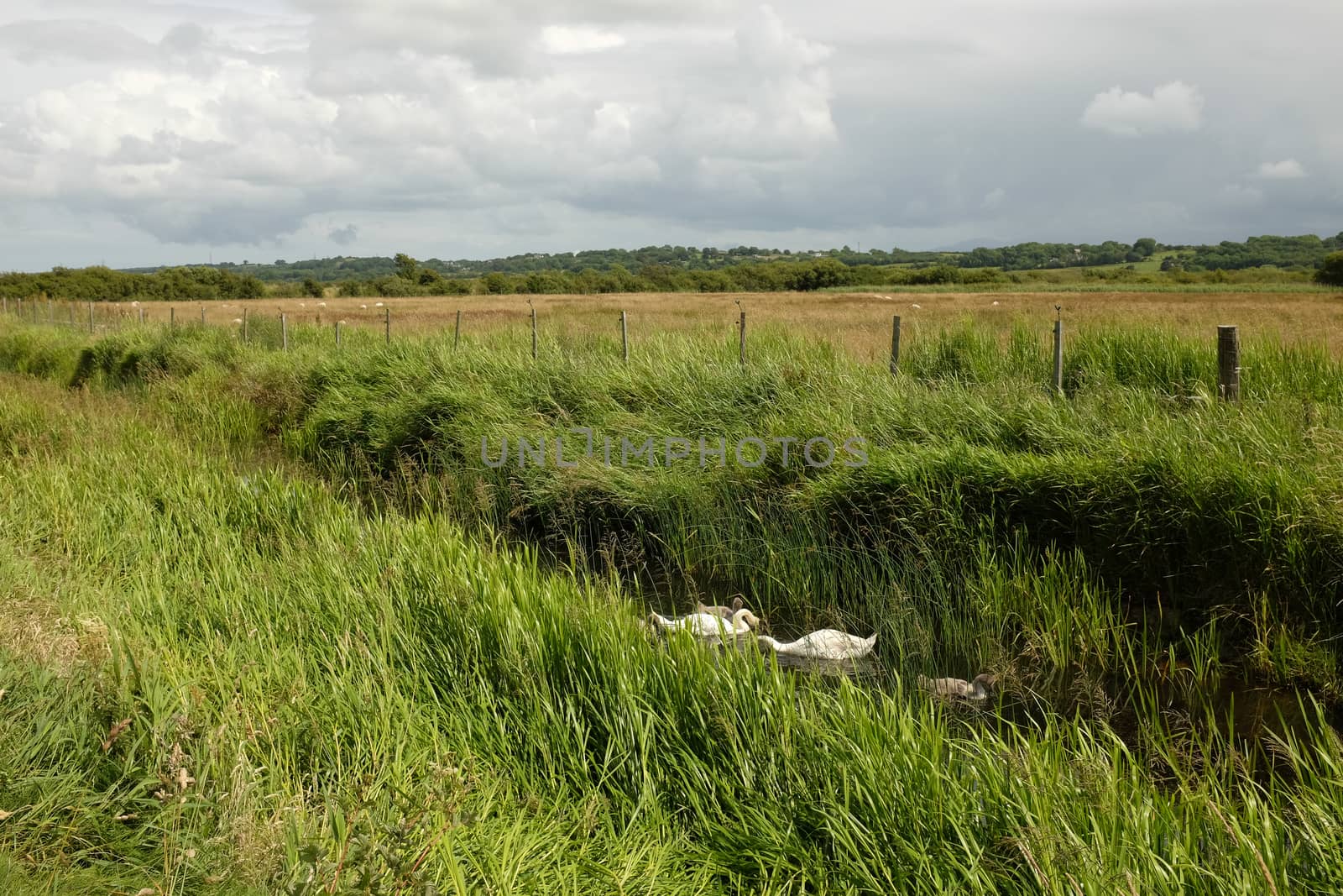 Marshland swans. by richsouthwales