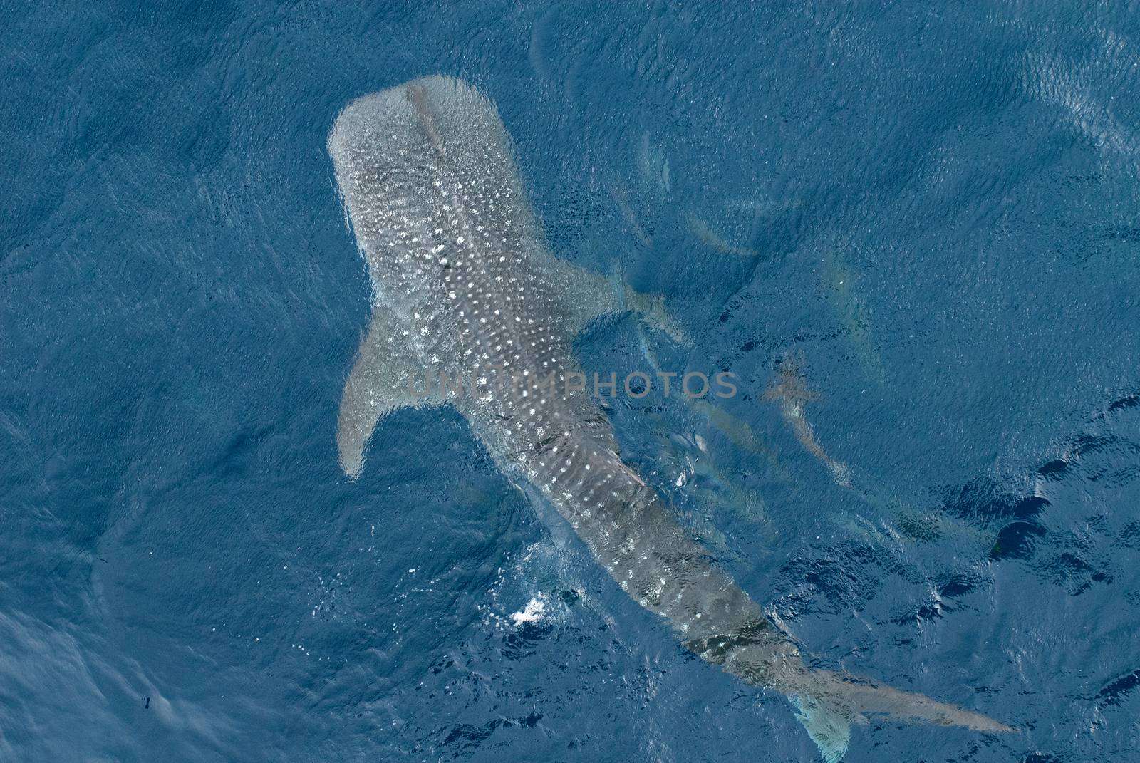 Large Whale shark from top view by think4photop