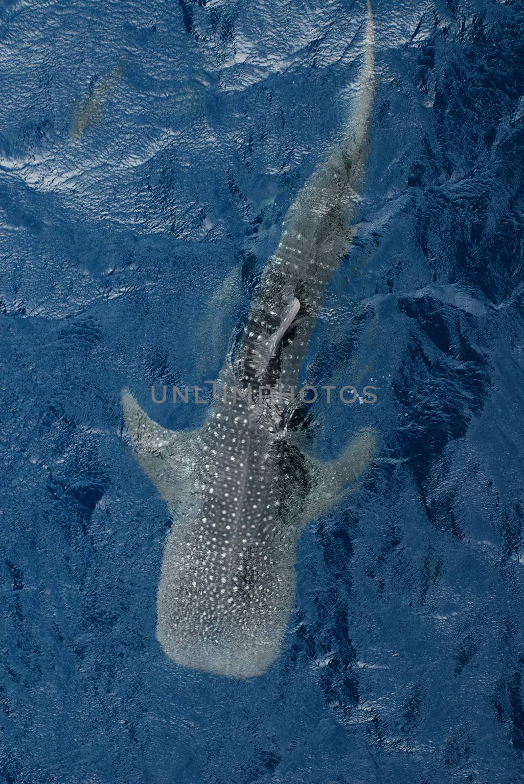 Large Whale shark from top view