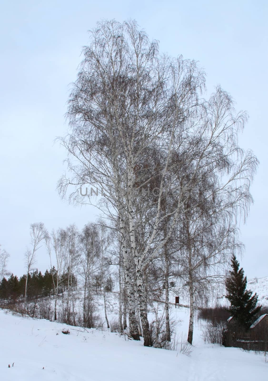 Winter landscape with birches