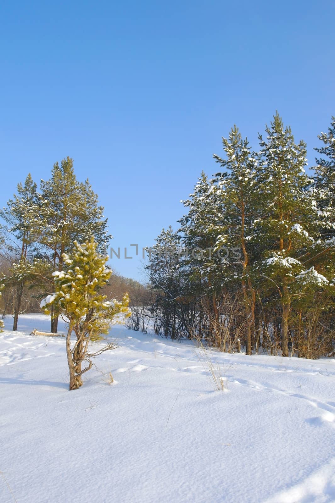 Winter landscape, forest with pines