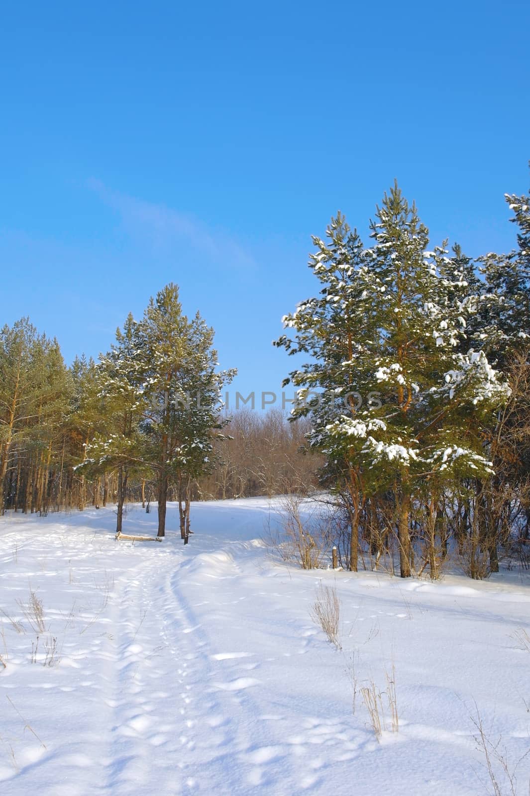 Winter landscape, forest with pines by sergpet