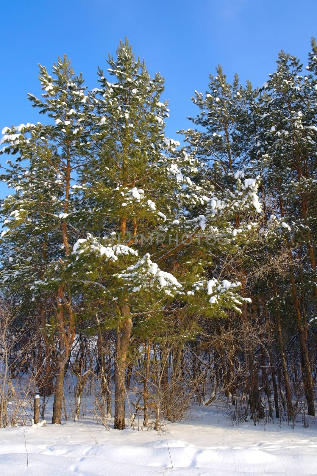 Winter landscape, forest with pines