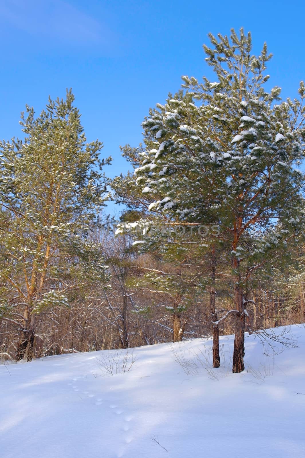 Winter landscape with pines, snow and blue sky