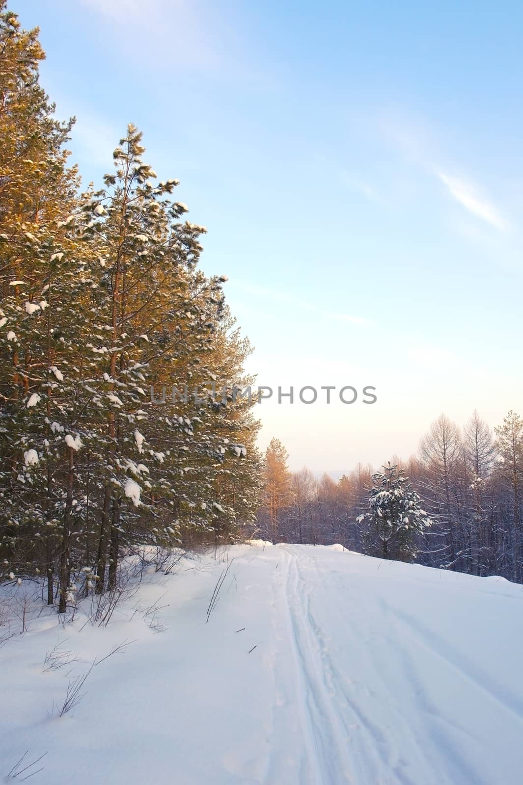 Evening winter landscape in forest with pines