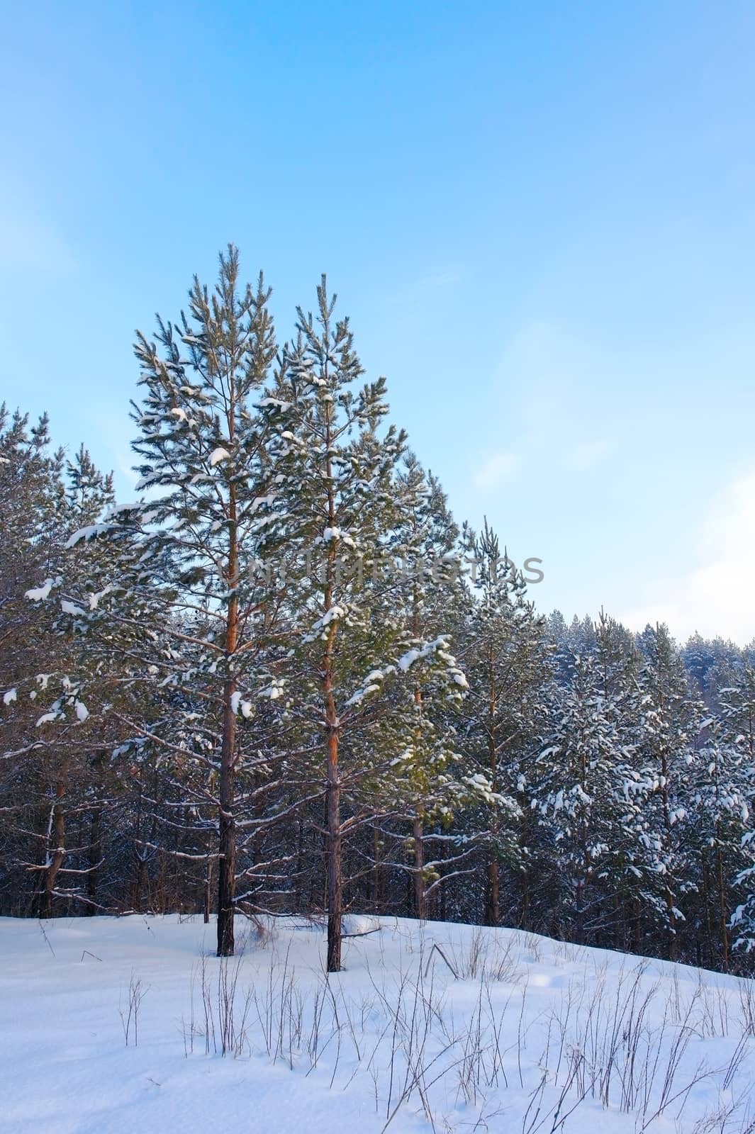 Evening winter landscape with pines