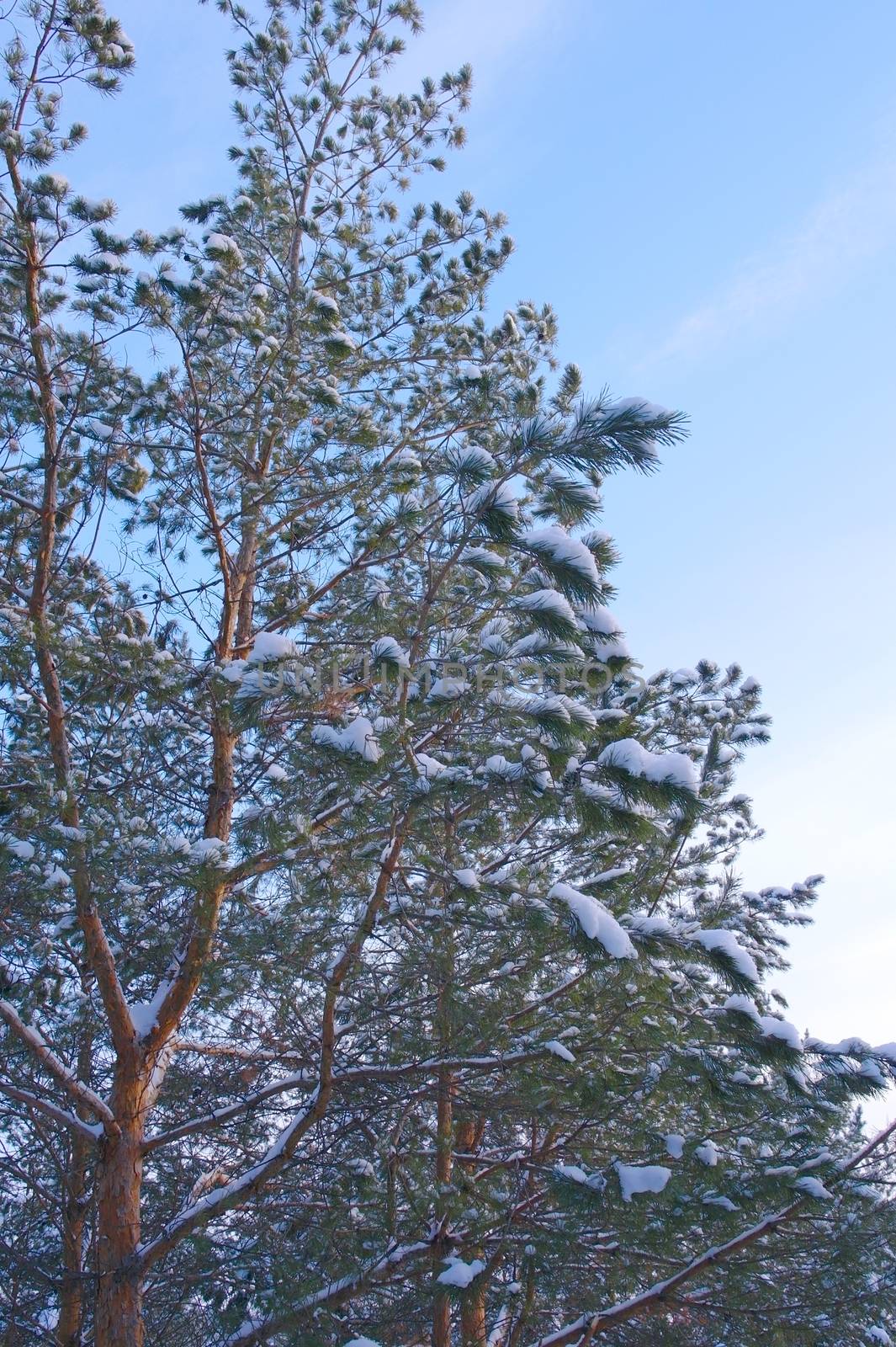 Branches of the pine over blue sky with clouds