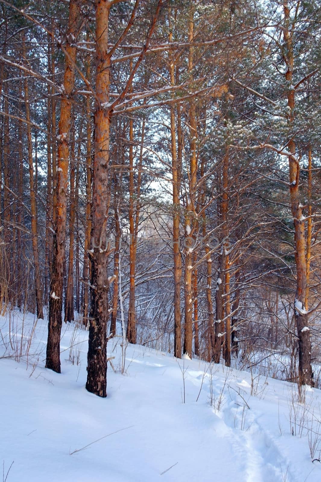 Evening winter landscape in forest with pines on the mountains