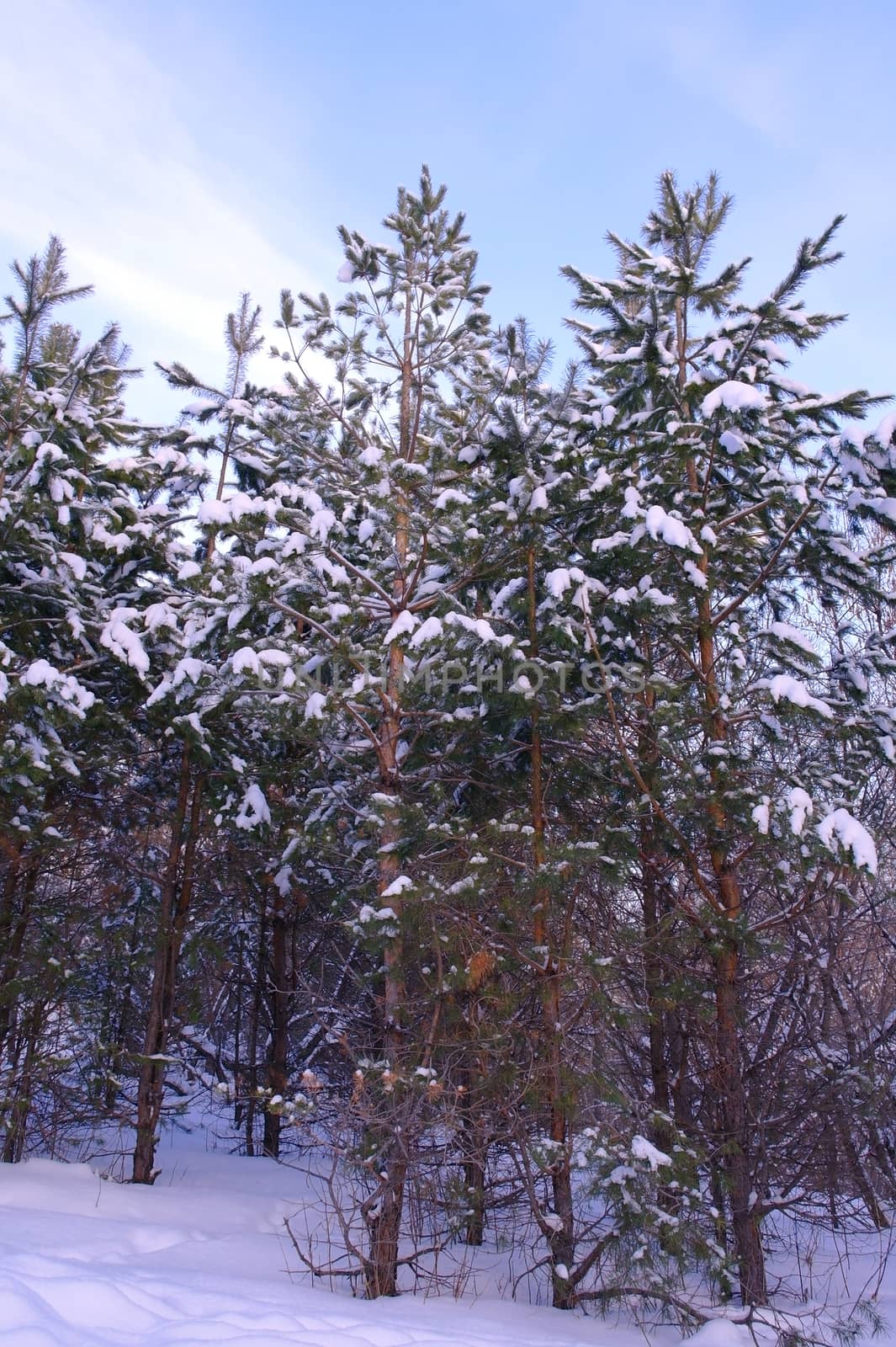 Evening winter landscape in pine's forest