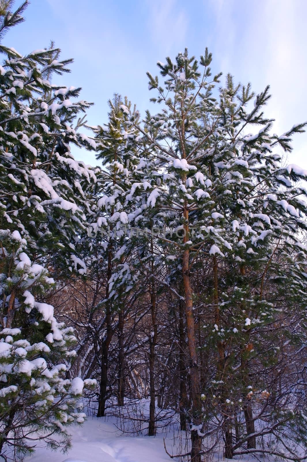 Evening winter landscape in pine's forest