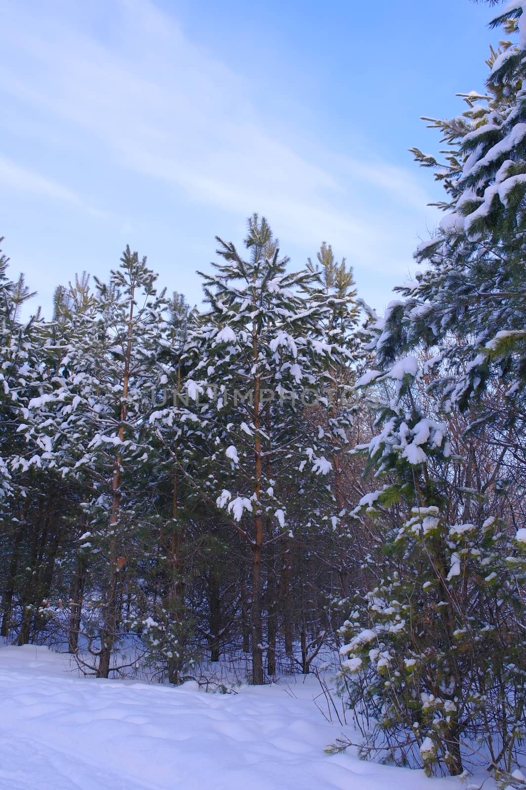 Evening winter landscape in pine's forest