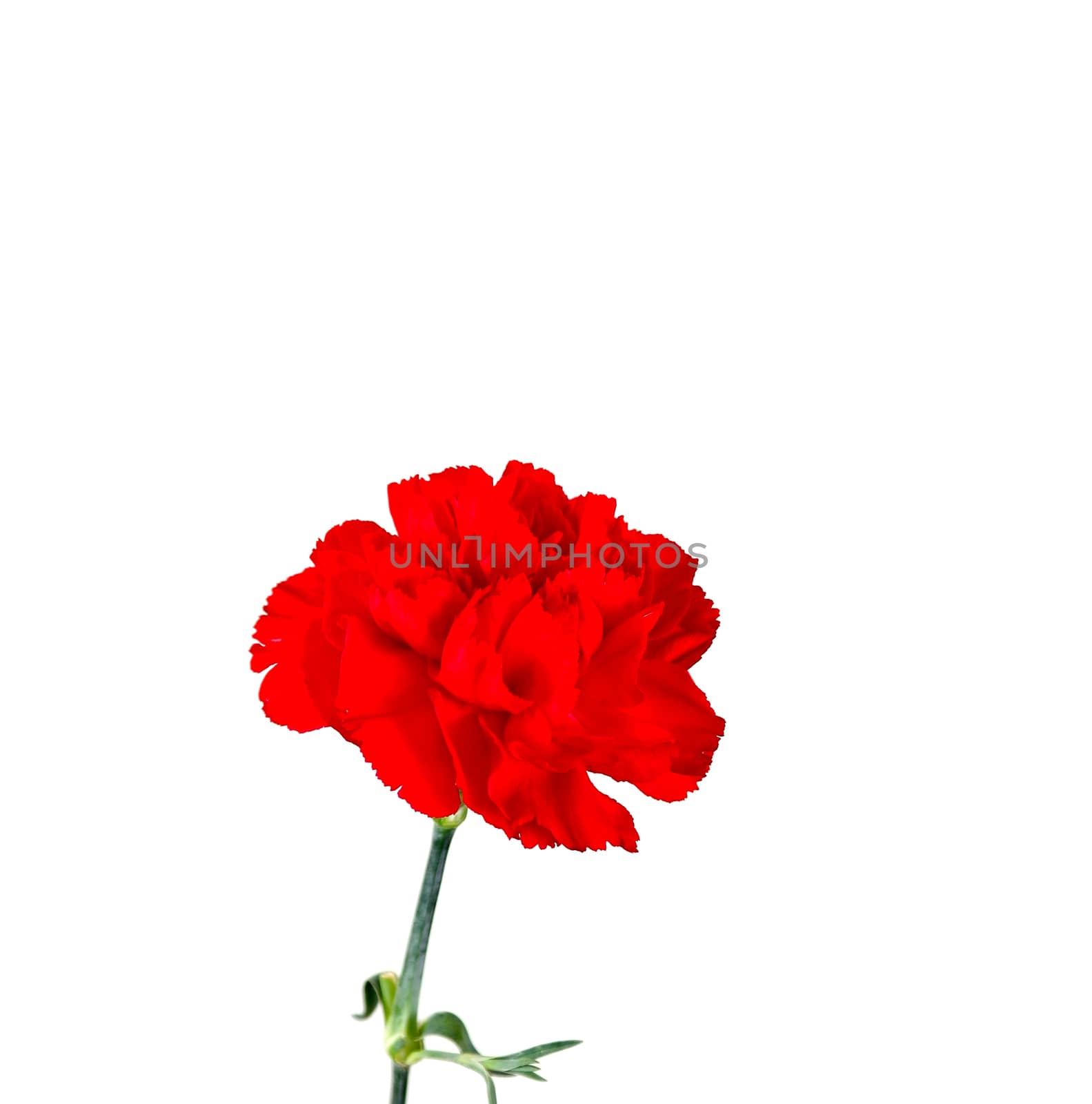 Red carnation over white