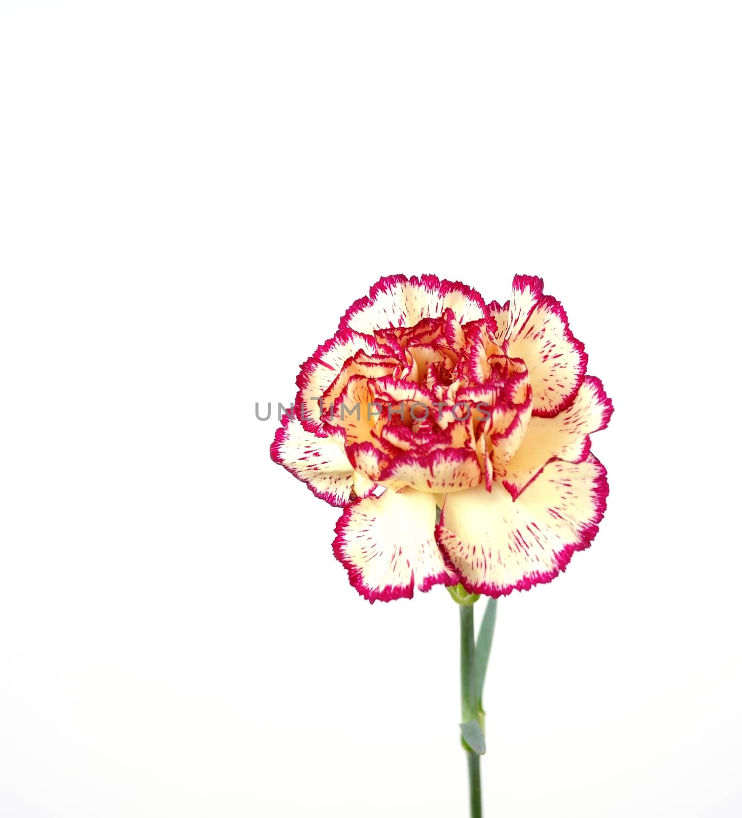 Pink&Yellow carnation over white