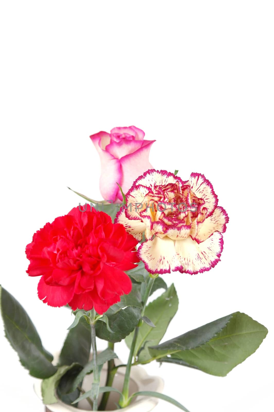 Blossom flowers in vase over white