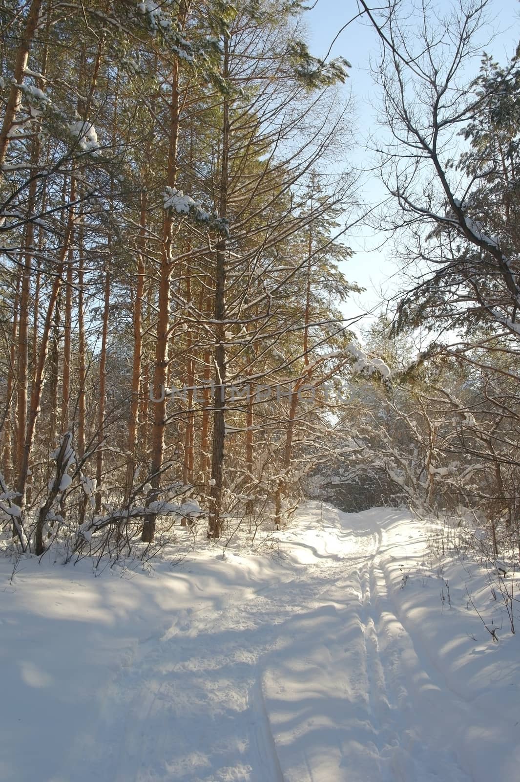 Winter landscape in forest with pine after snowfall