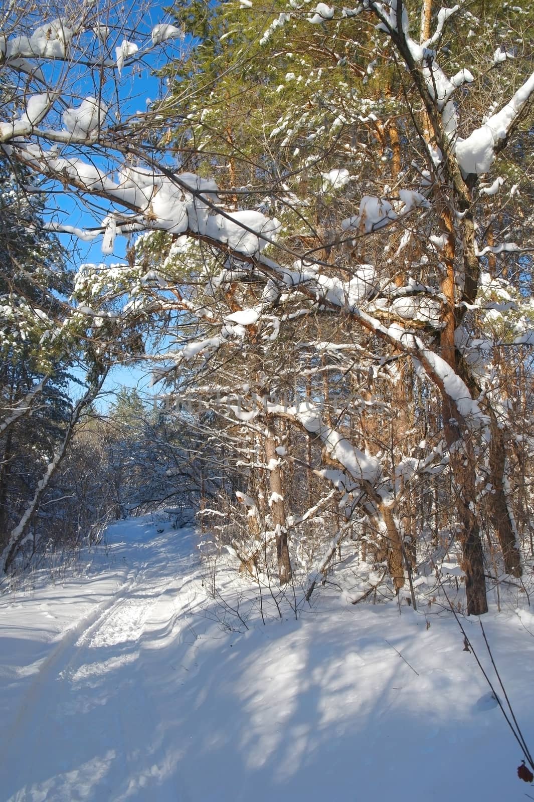 Winter landscape in forest with pines after snowfall