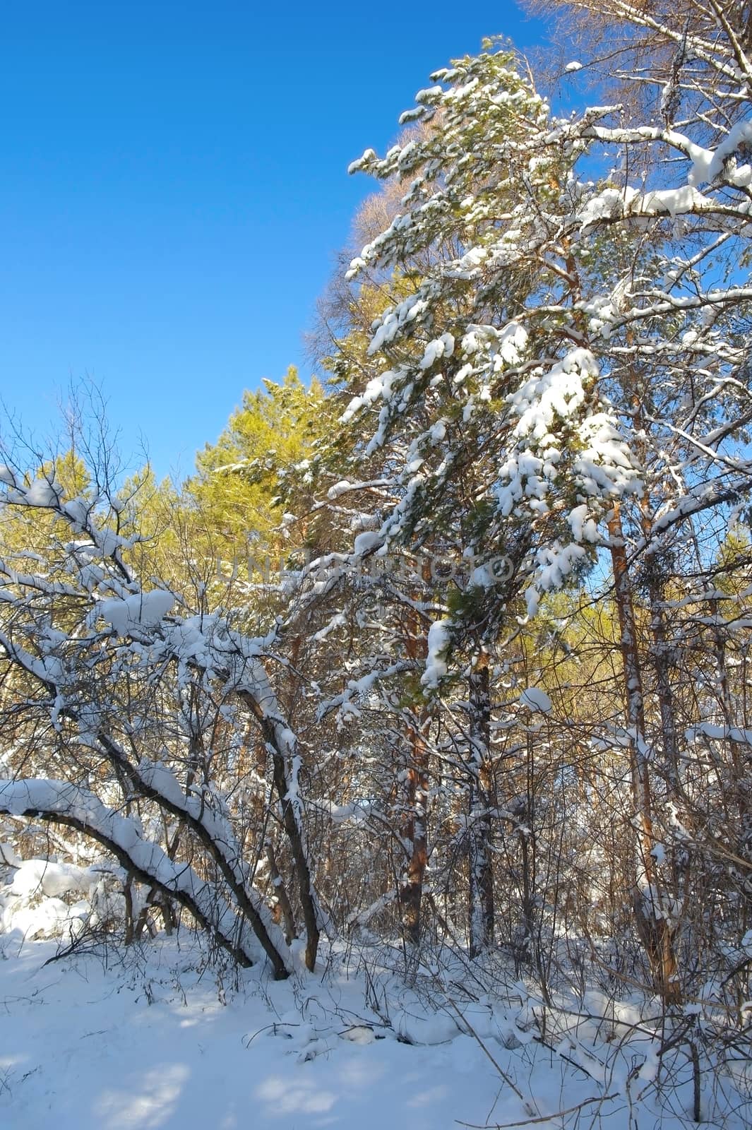 Winter landscape in forest with pines after snowfall