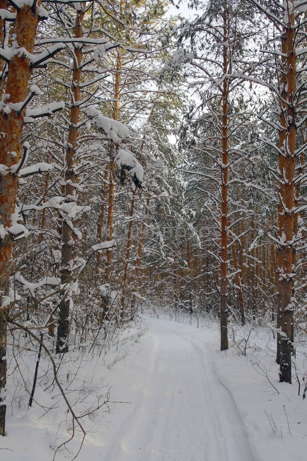 Winter landscape in forest with pines after snowfall, evening