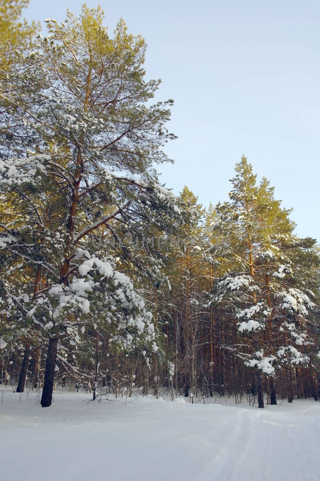 Evening winter landscape in forest with pines after snowfall