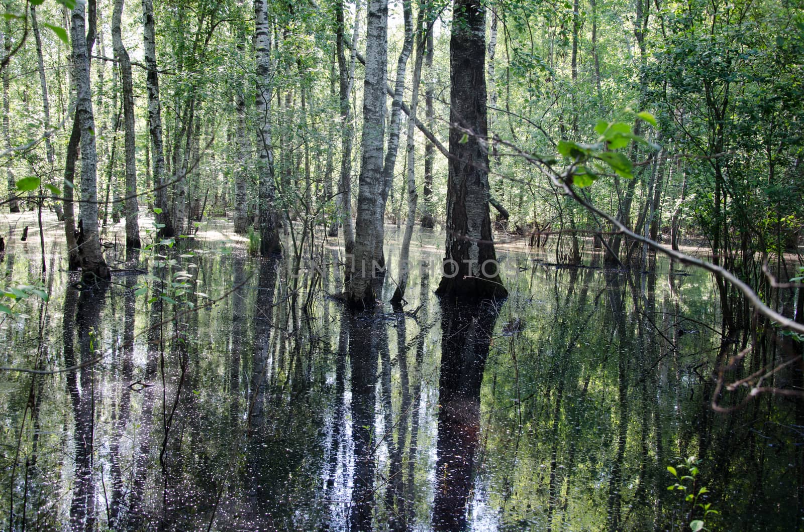 birch trunk halfway flooded spring flood water by sauletas