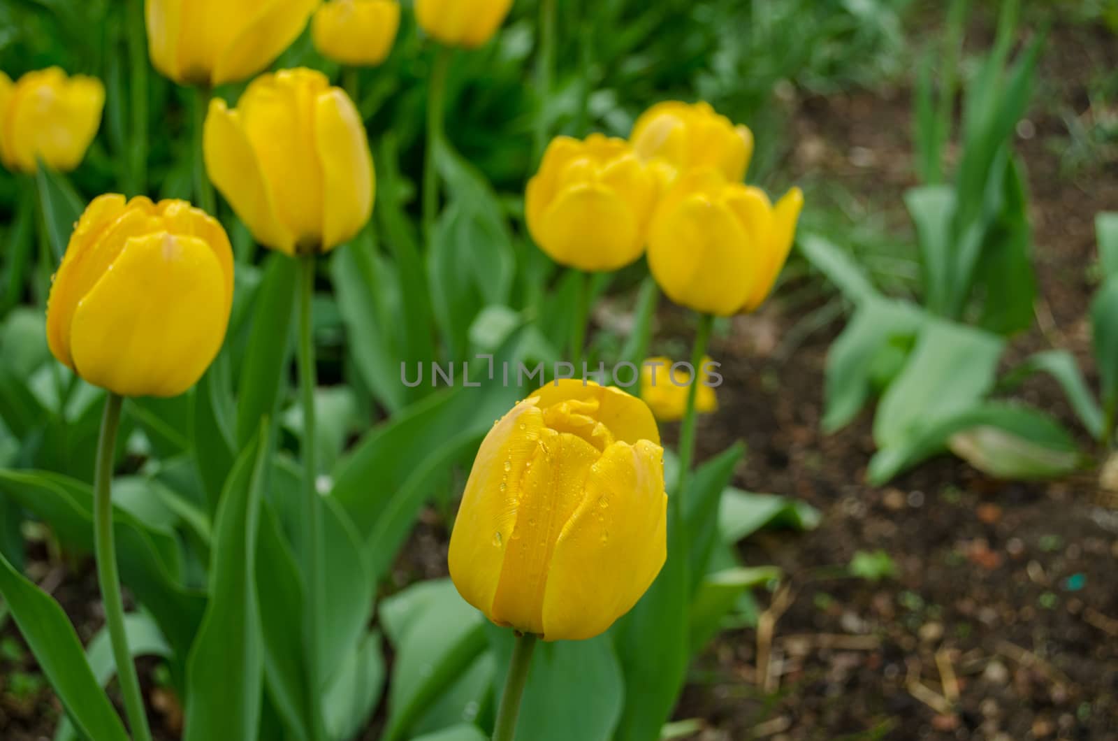 yellow tulip flower with green leaves grow in the garden