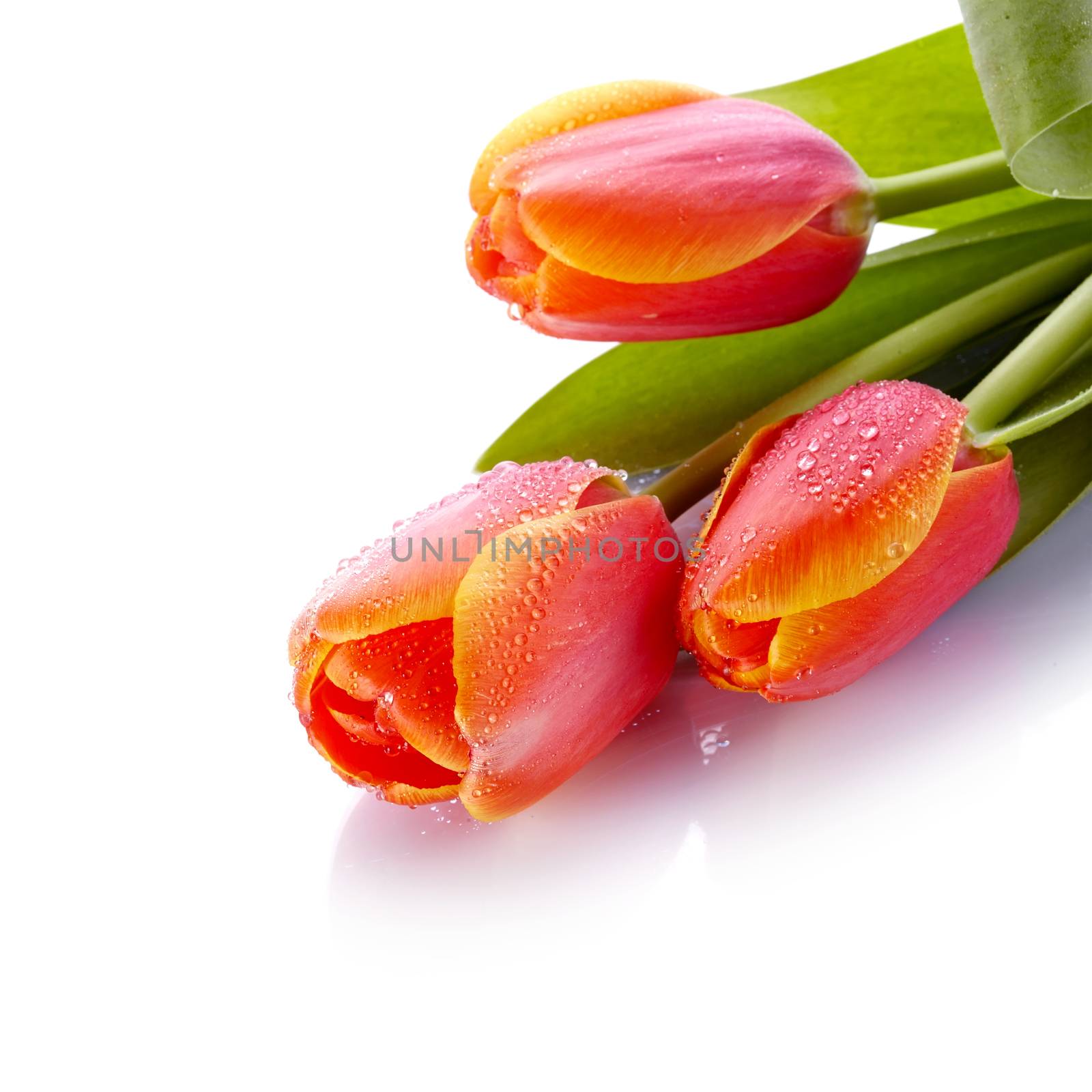 Tulips by Azaliya