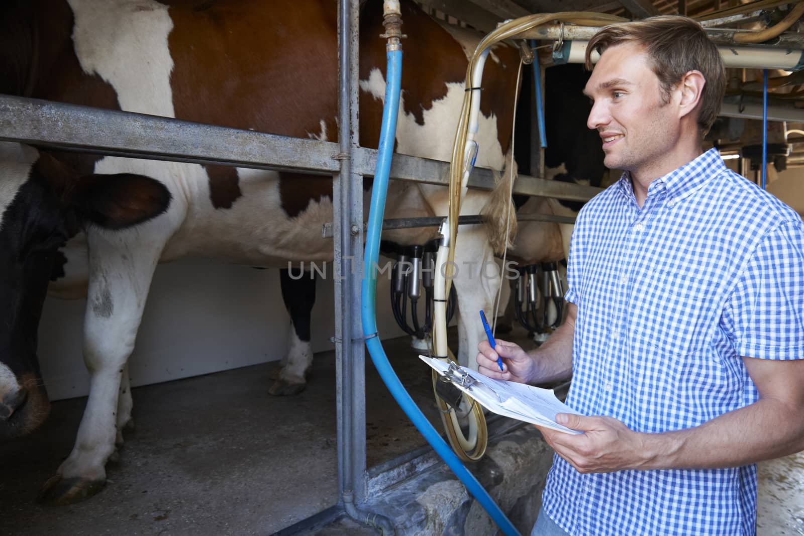 Farmer Inspecting Dairy Cattle In Milking Parlour by HighwayStarz