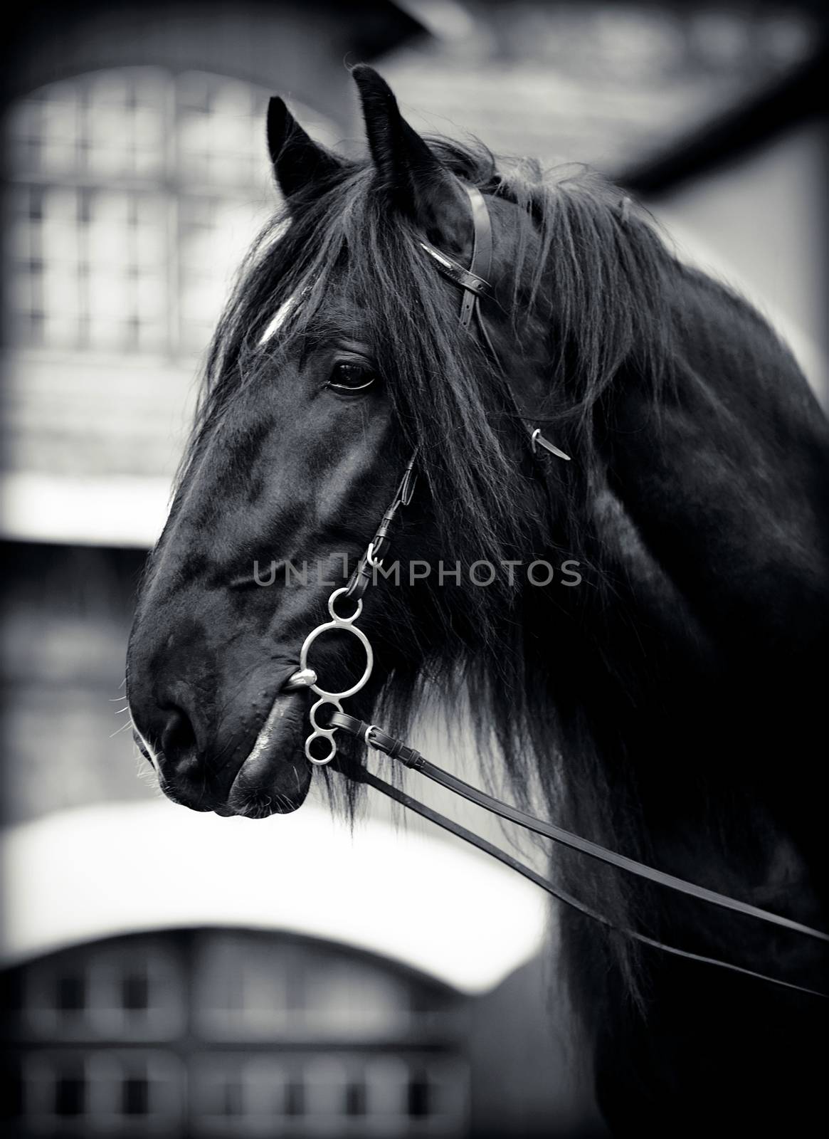 Portrait of a black horse. by Azaliya