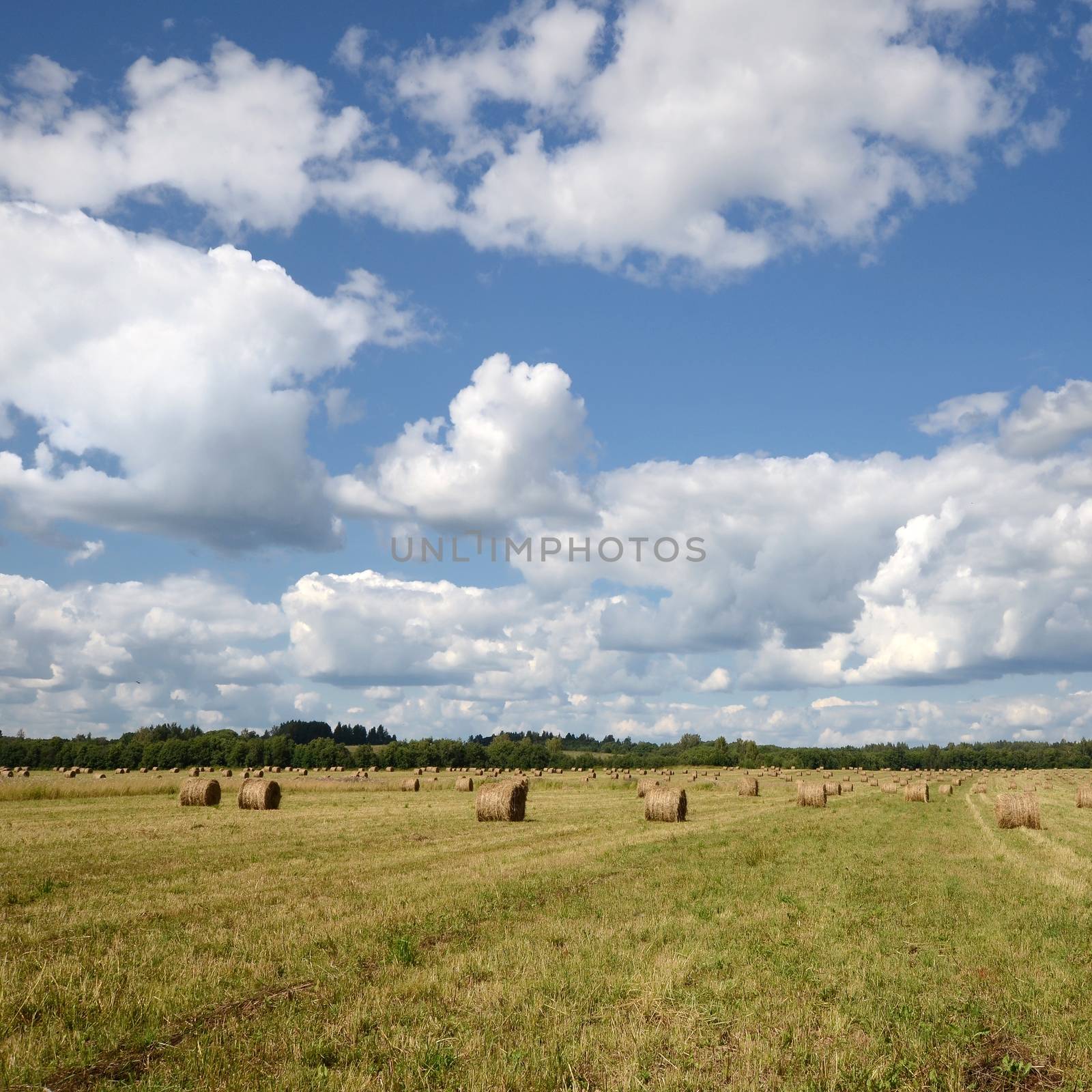 Round straw bales in harvested fields under blue sky