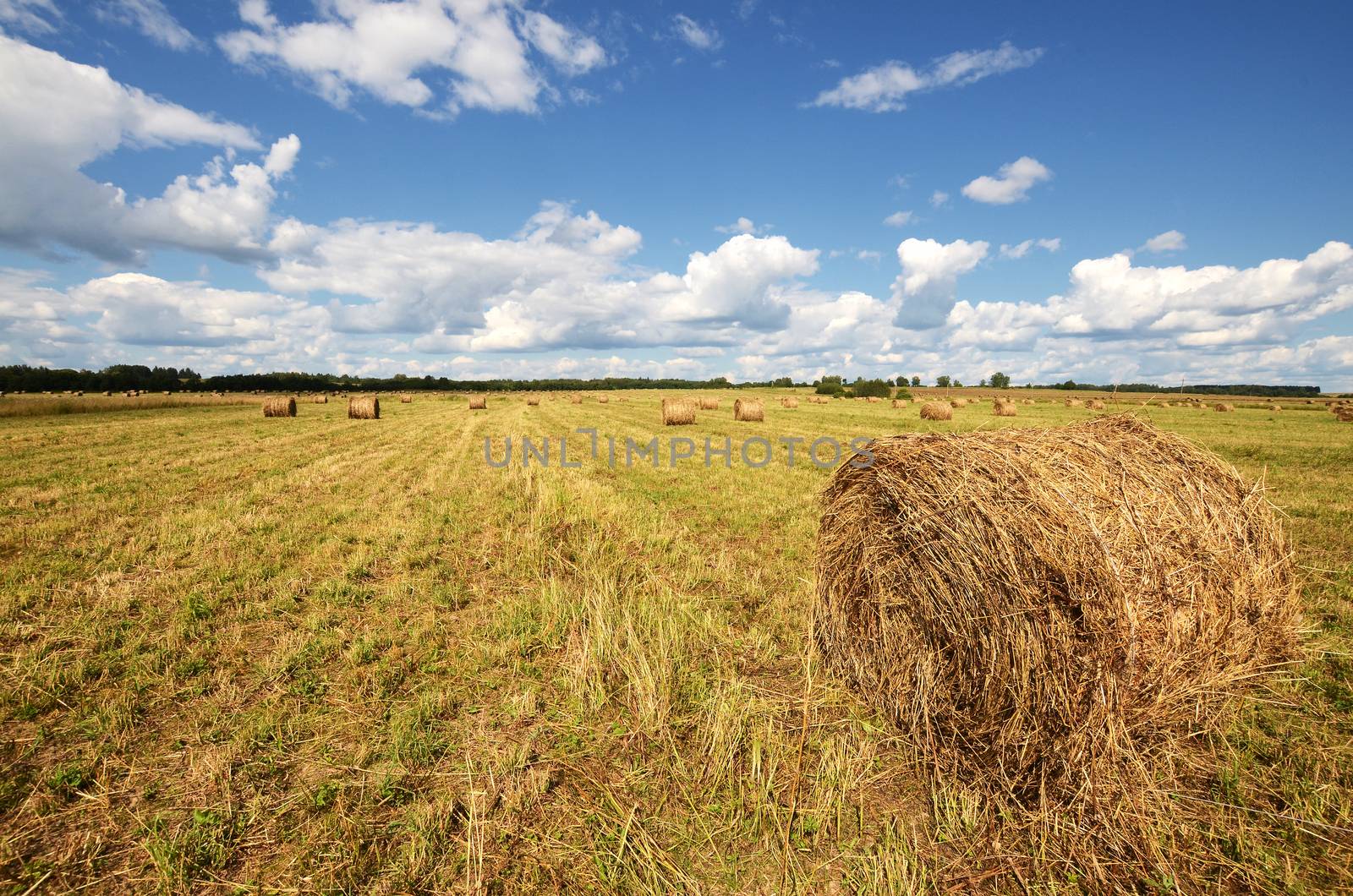 Round straw bales in harvested fields under blue sky