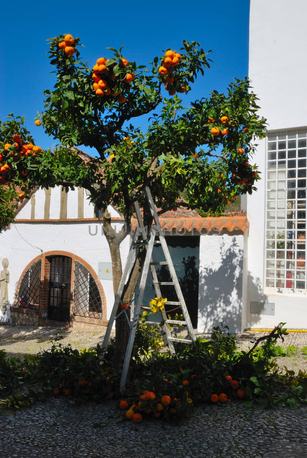 Pruning an orange tree in Aracena, a spanish village.