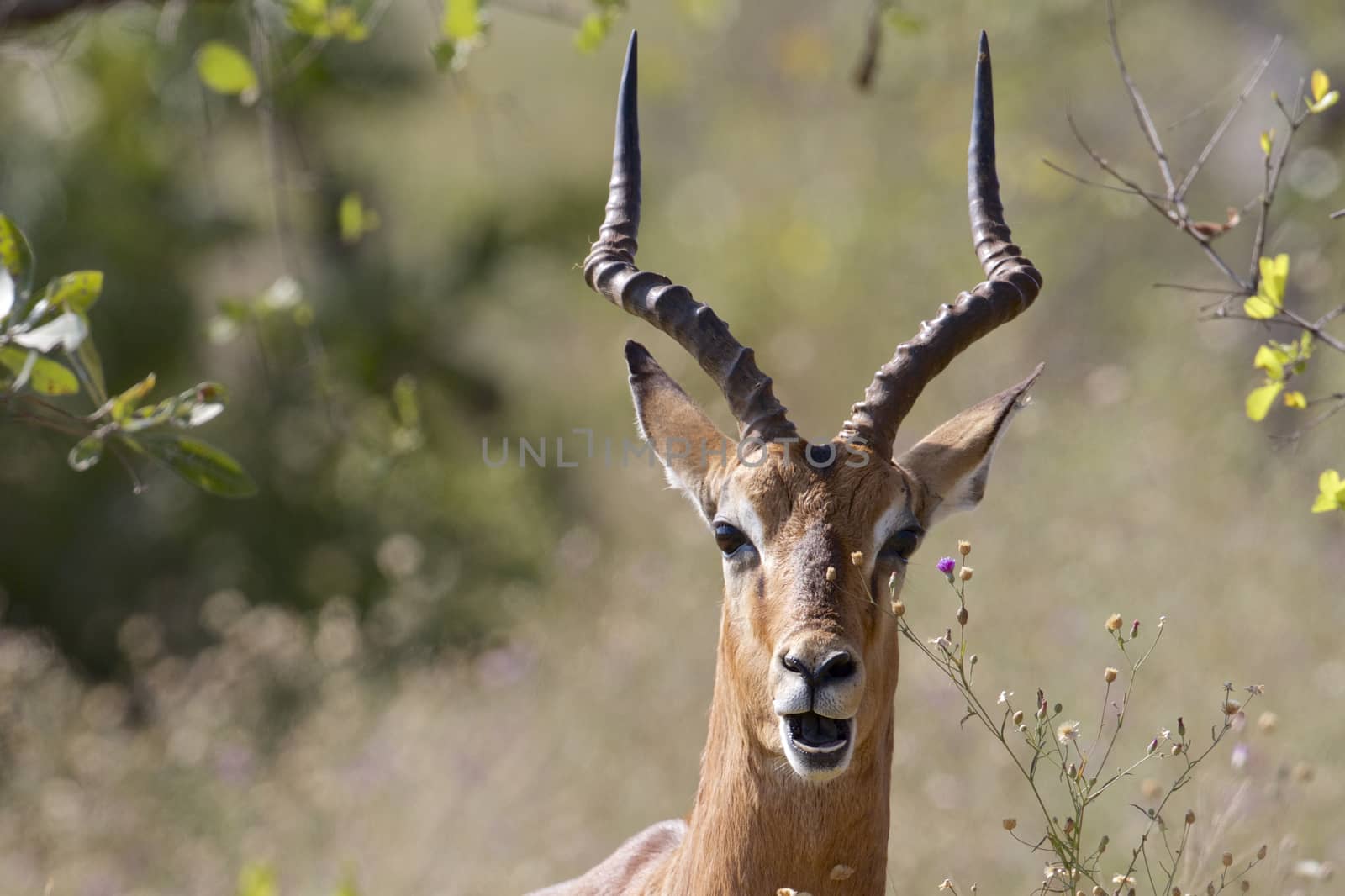 Male impala in Kruger National Park, South Africa