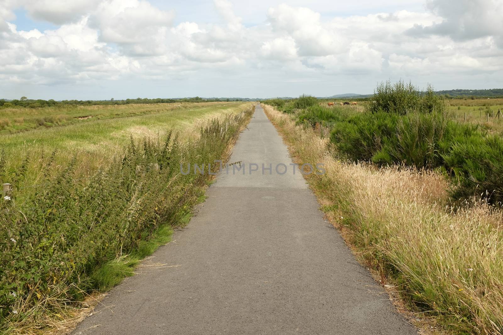 A tarmac cycle track leads through marshland, Lon Cyfni, Anglesey, Wales, UK.