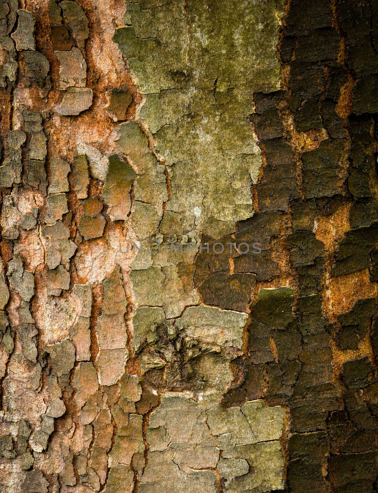 wet cracked bark of tree by Ahojdoma