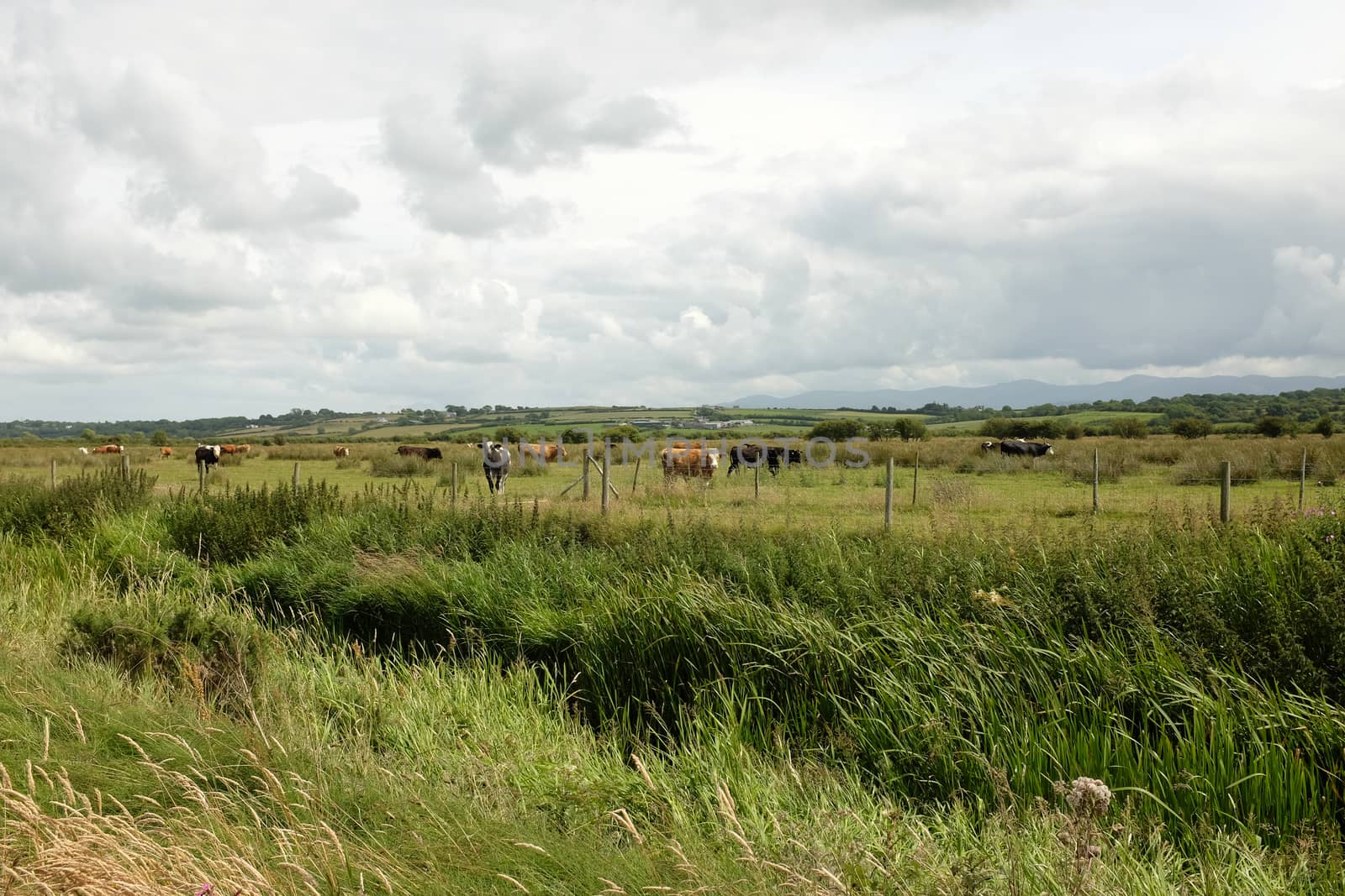 Reeds lead to a field with a herd of cattle backed by a cloudy sky.