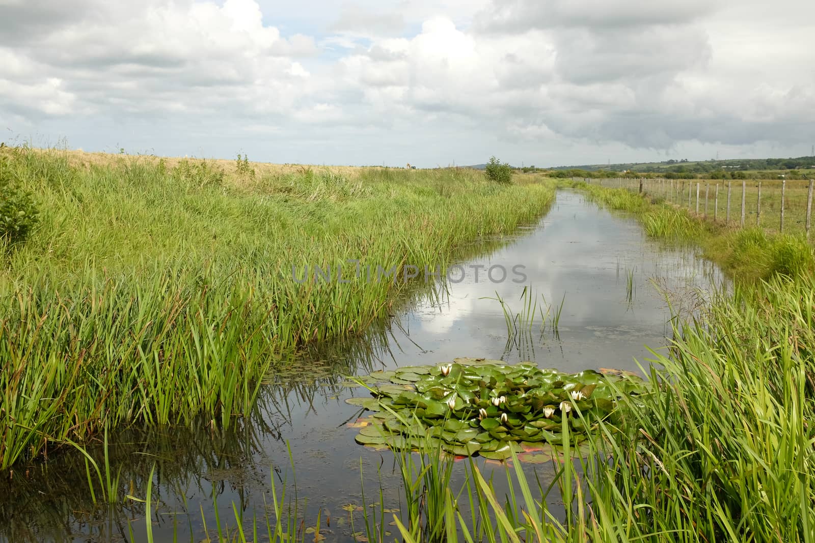 Marsh lillies. by richsouthwales