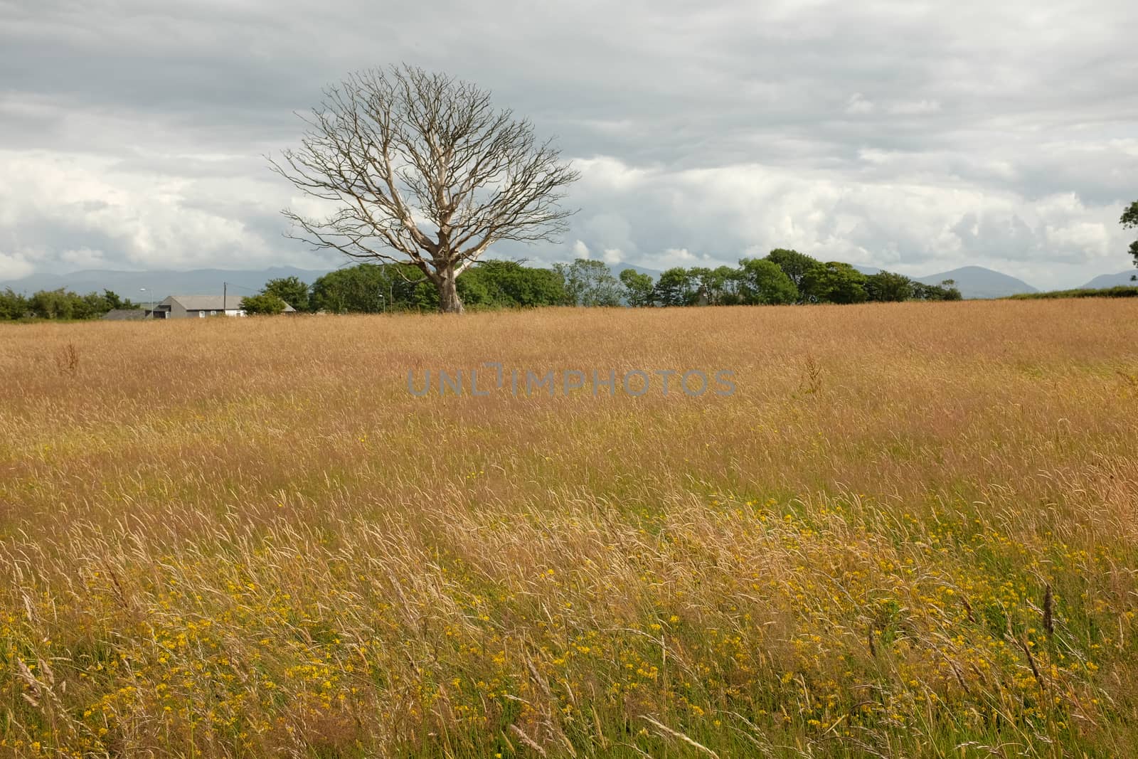 Flowering plants and grasses on a meadow with an old dead oak tree in the distance.