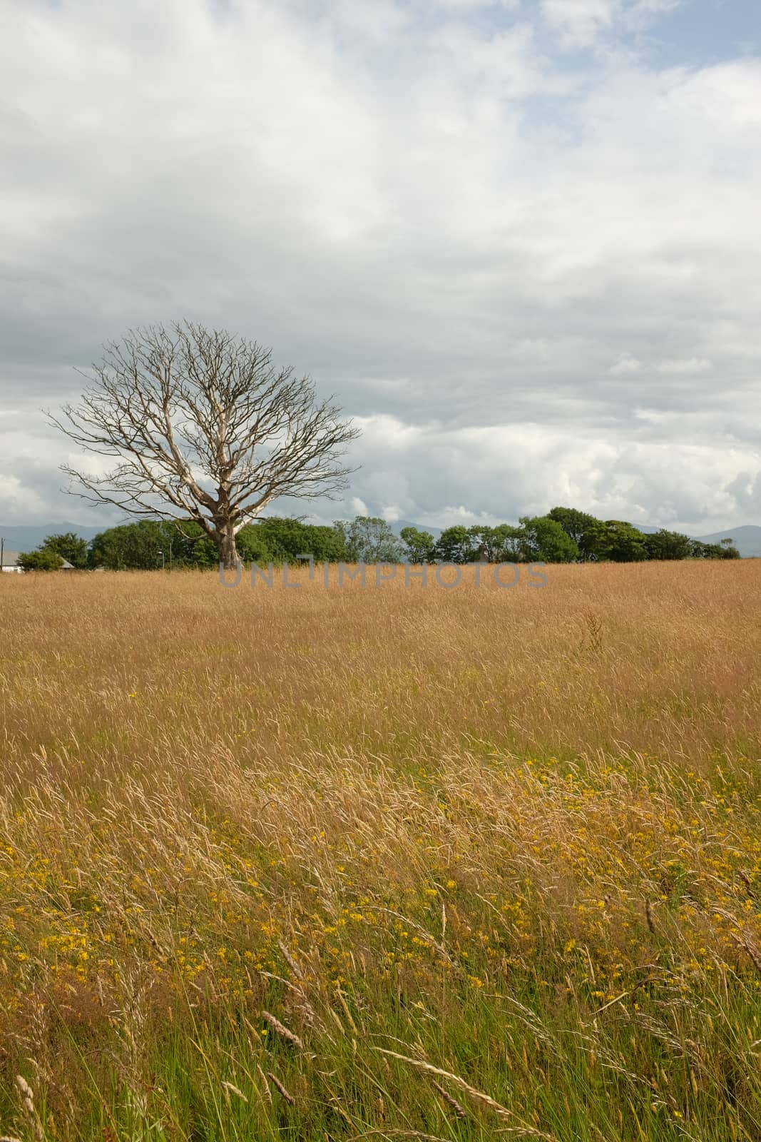 Meadow tree. by richsouthwales